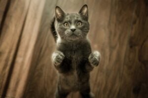 daily change cat standing
