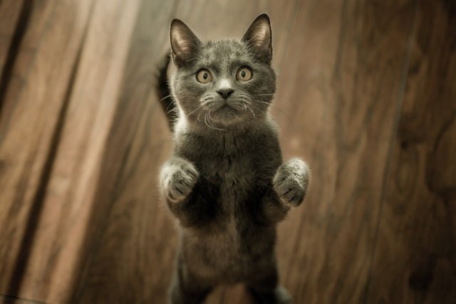 daily change cat standing